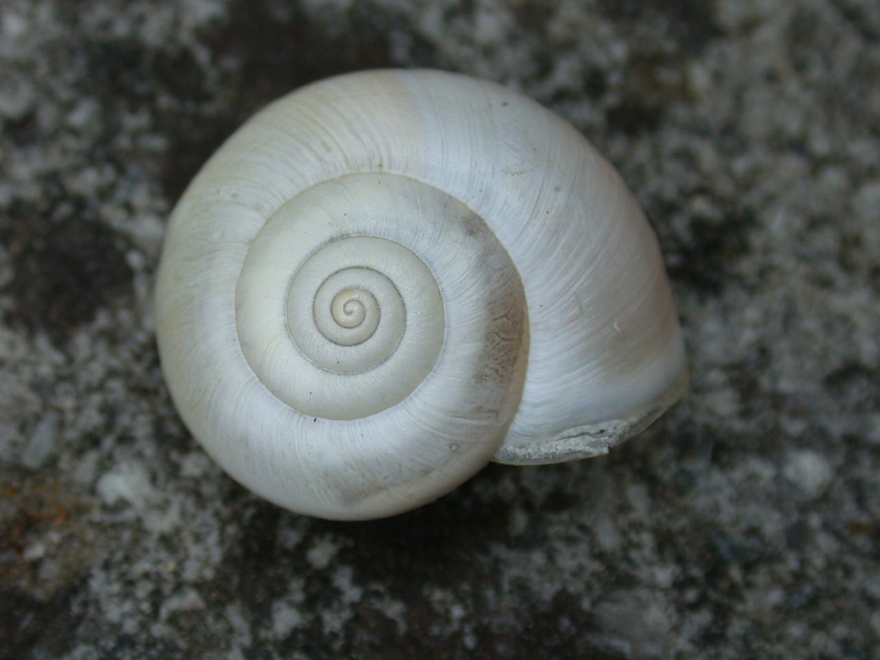 Monacha (Eutheba) cantiana (Montagu, 1803) - Abruzzo